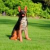 IMG-20230729-WA0041 - Copy - Copy (2)-Photoroom German Shephard | Sitting Up-right Shephard Dog statue Handmade and can be custom painted Outdoor Statues