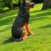 IMG-20230729-WA0042 - Copy (2)-Photoroom German Shephard | Sitting Up-right Shephard Dog statue Handmade and can be custom painted Outdoor Statues