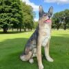 IMG-20240627-WA0054-Photoroom German Shephard | Sitting Up-right Shephard Dog statue Handmade and can be custom painted Outdoor Statues