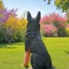 WhatsApp Image 2023-07-29 at 19.33.0012-Photoroom German Shephard | Sitting Up-right Shephard Dog statue Handmade and can be custom painted Outdoor Statues