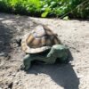 large turtle statue made out of solid concrete