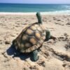 large turtle statue made out of solid concrete