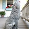 Howling Concrete 30" Wolf statue