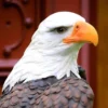 MASSIVE 24" Stone American bald Eagle Statue, Weatherproof Outdoor yard Decor, Father gift, Outdoor Garden decor, Large Cement statue,